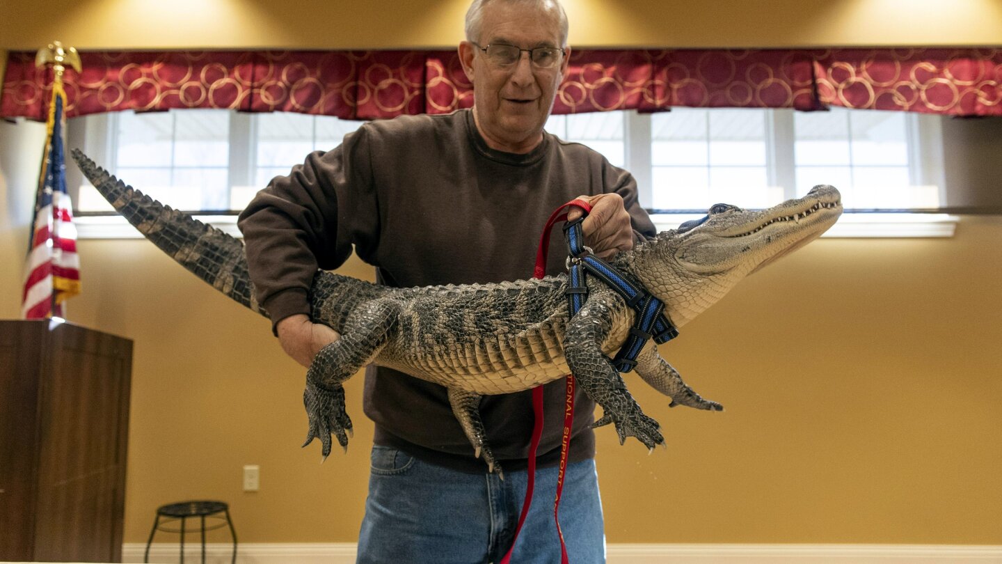 Man says emotional support alligator helps his depression AP News